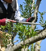 Arborist using a handsaw to prune branches from a young tree during establishment care