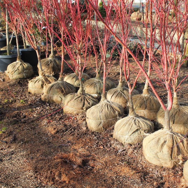 Rows of young tree saplings with red stems wrapped in burlap at a nursery ready for planting