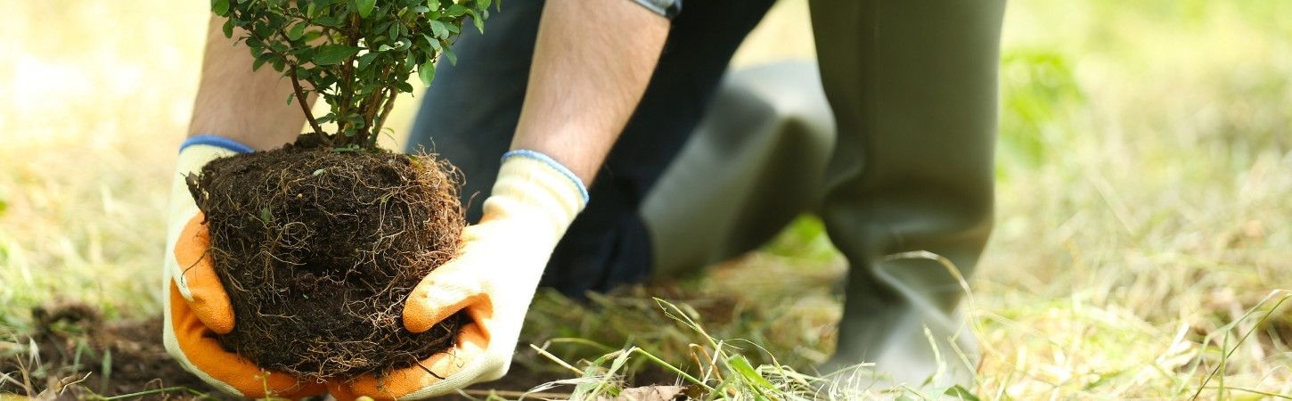 Gloved hands lowering a sapling with an intact root ball into soil during fall planting in Vermont.