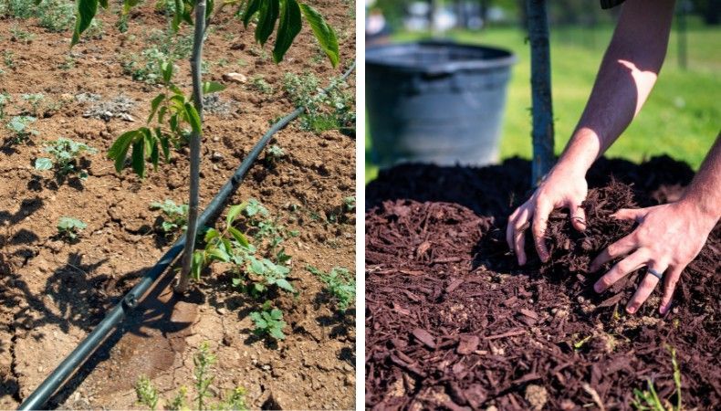 Hose watering the mulched base of a tree to relieve summer drought stress.