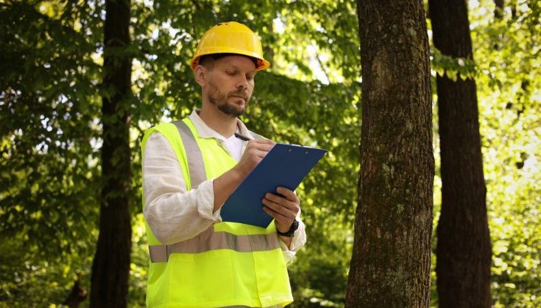 ISA Certified Arborist inspecting a tree to assess summer stress and structural risk.