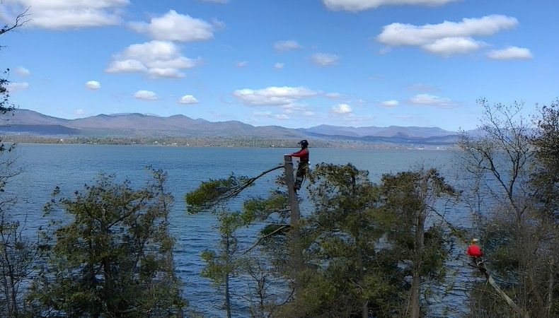 ISA Certified Arborist performing a section removal high in a tree along a Vermont lakeshore with mountains in the background.