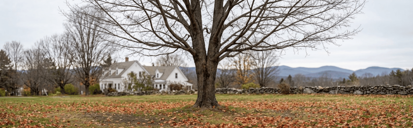 Leafless sugar maple with a forked trunk in a South Burlington, Vermont yard in late October