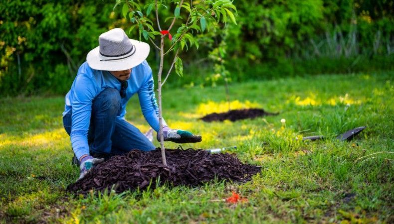 Person spreading a wide ring of mulch around a newly planted tree, kept back from the trunk, in a Vermont yard.