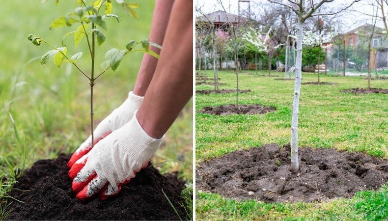 Side-by-side of a gloved hand firming soil around a young sapling and an established staked tree in a mulched planting ring.