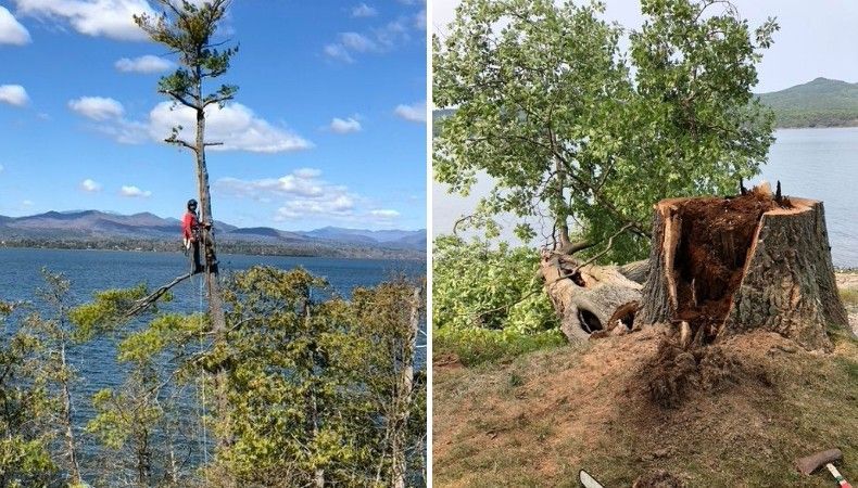 Split image of an ISA Certified Arborist climbing a hazardous tree above a Vermont lake and the resulting stump with its root structure left intact.
