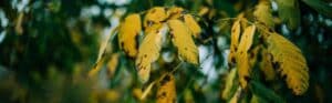 Tree with yellowing summer foliage showing heat and drought stress in Vermont's Champlain Valley.