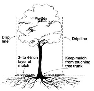 Add 2-4 inches of mulch under the drip line