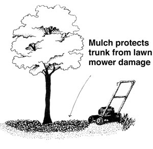 Mulch protects from lawn mower damage