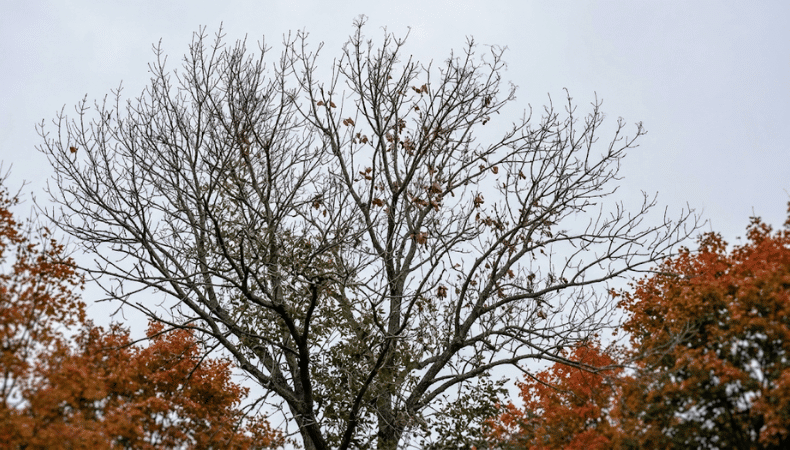 Dieback in the upper and outer crown is the sign homeowners notice first, but it is only part of the picture. Upper crown of an ash tree with dead twig tips and thinning branches in a Williston, Vermont yard